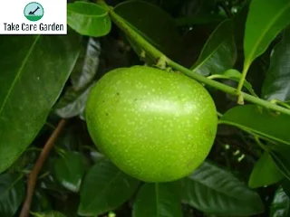 Sapota-preta Diospyros nigra: um guia para a fruta preta do sapote