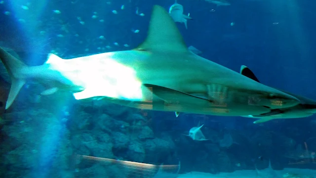 新加坡-S.E.A.海洋館-鯊魚