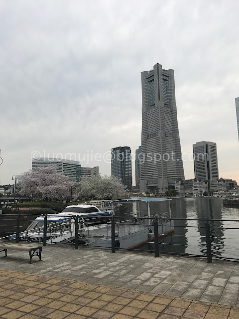 Japan cherry blossoms