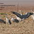 Thousands of Sandhill Cranes line the fields adacent to H87--more west Texas fun