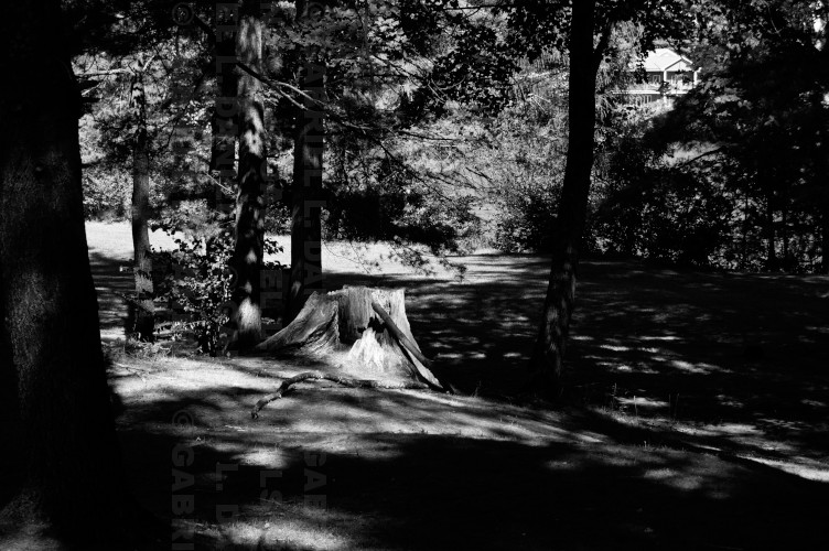 Stump and trees at Kilowatt Park in Wilder, Vermont (photo by Gabriel L. Daniels)