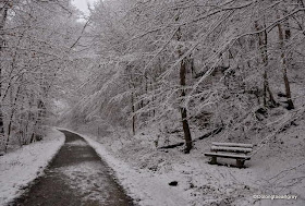 Snow in the forest, Frankfurt, Germany