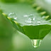 Aloe Vera: Miraculous Plant Offering Several Health Benefits