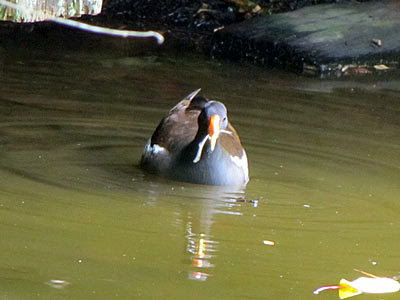 Common Moorhen (Gallinula chloropus)