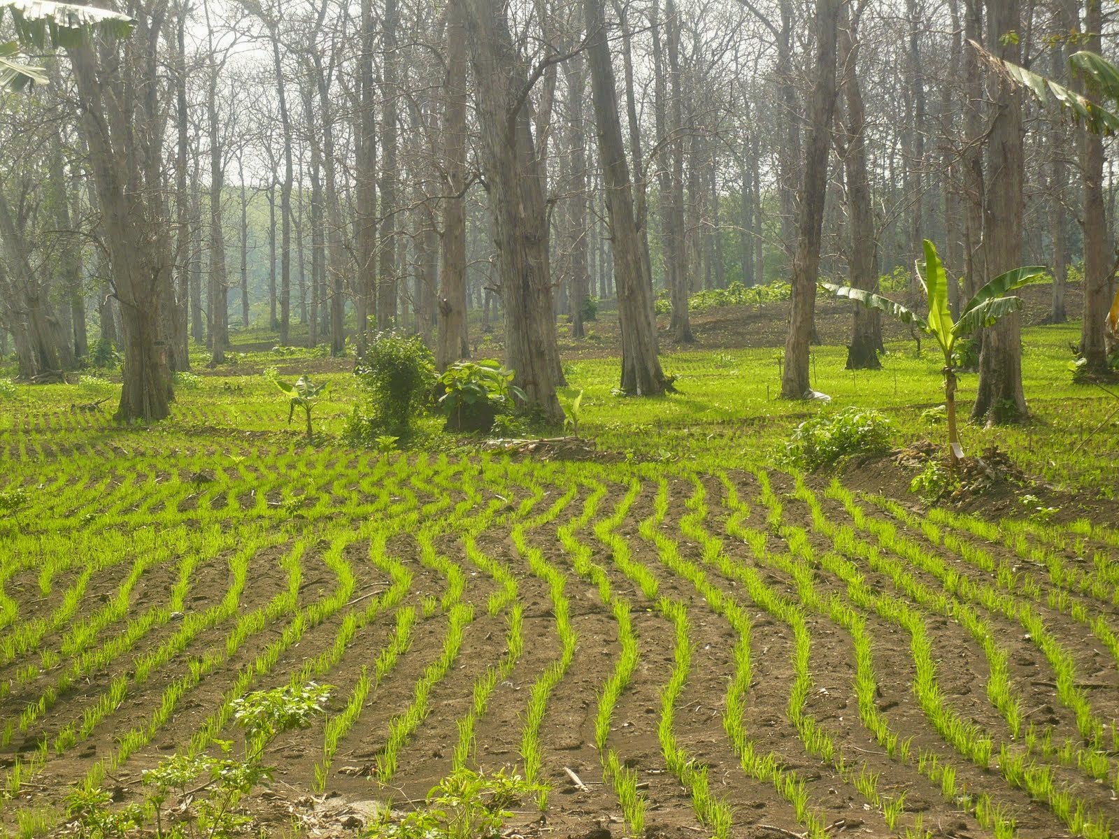 Padi Yang Ditanam Di Lahan Kering Yaitu Padi Berbagi Tanam