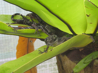 cameron highlands malaysia green eyed gecko