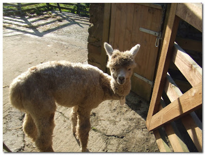 Northumbrian Alpacas