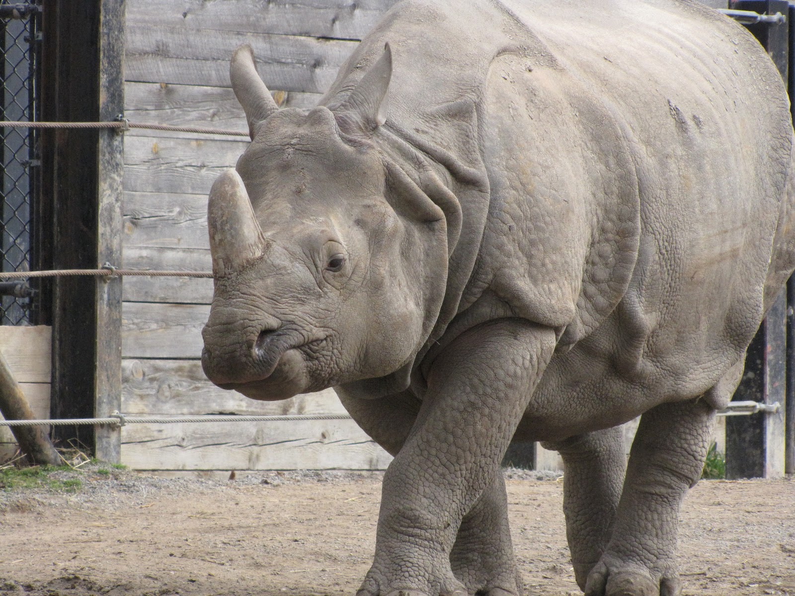 Let's Draw Endangered Species! : ): Rhino, Javan