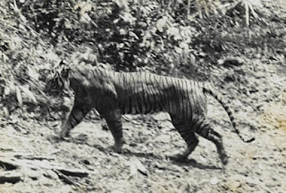 Javan Tiger