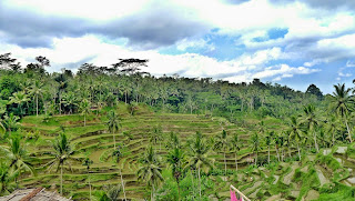 Tegalallang, Bali Tour Spectacular Scenery Indonesia