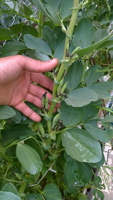 At the heart of the broad bean's prowess lies a fascinating partnership with nitrogen-fixing bacteria known as rhizobia. These microscopic allies take residence in nodules on the roots of the broad bean, establishing a symbiotic relationship. In this intricate dance, the broad bean provides shelter and nutrients to the rhizobia, while the bacteria, in turn, convert atmospheric nitrogen into a form that plants can absorb – a process known as nitrogen fixation.