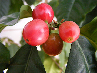 The Coffee Bean Berry