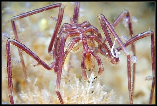 Arañas de mar