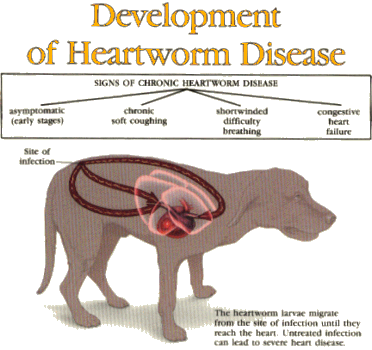 Lap of Love Veterinary Hospice: Heartworm Disease in Dogs ...