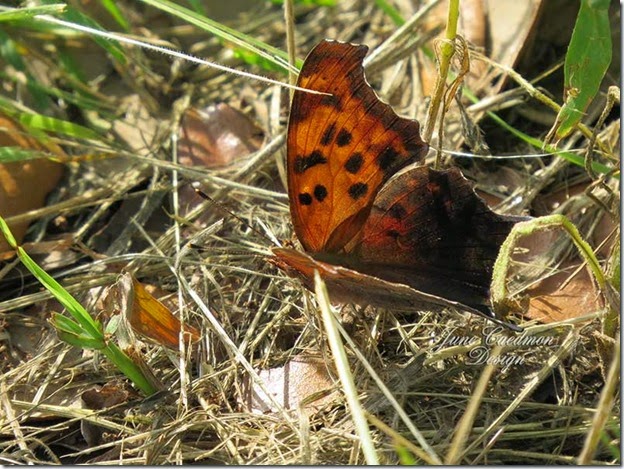QuestionMarkButterfly