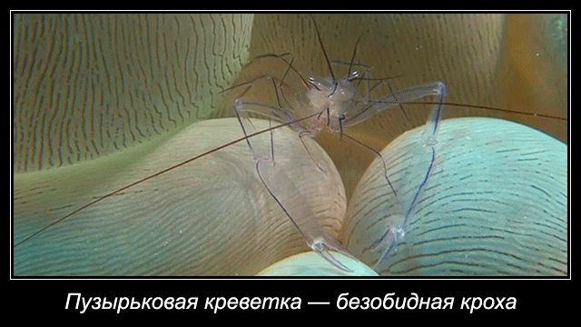 Пузырьковая коралловая креветка