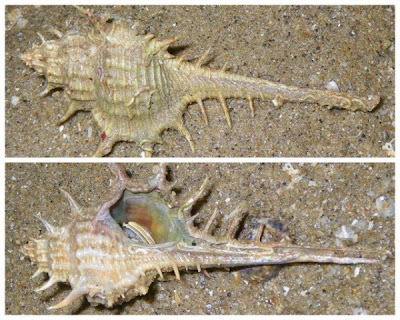 hermit crab without shell. by hermit crabs are quite