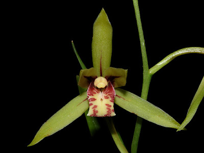 Cymbidium omeiense - The Omei-Shan Cymbidium care and culture