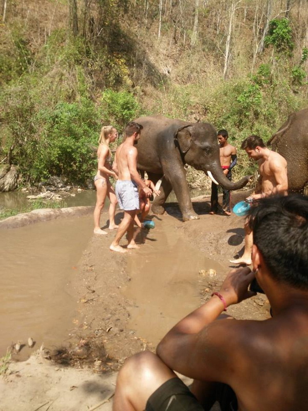 elephant care mae wang, mae wang national park, maewang national park, mae-wang national park, mae-wang