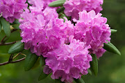 Rhododendron Rhododendrons come in a variety of styles and colors, . (pink rhododendron flowers full bloom)