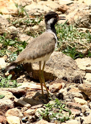 Red-wattled Lapwing   = Juvenile