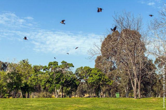 Birds at Park Hayarkon | TLVSpot.com - Tel Aviv Photo Tour