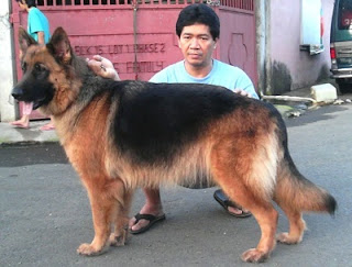 German Shepherd