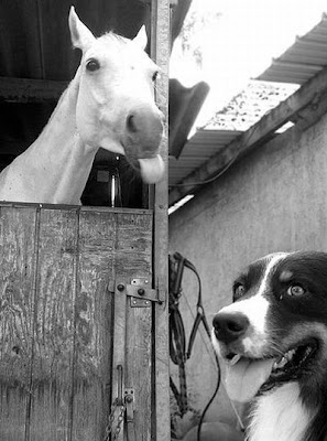 Photobombs By Horses Seen On www.coolpicturegallery.net