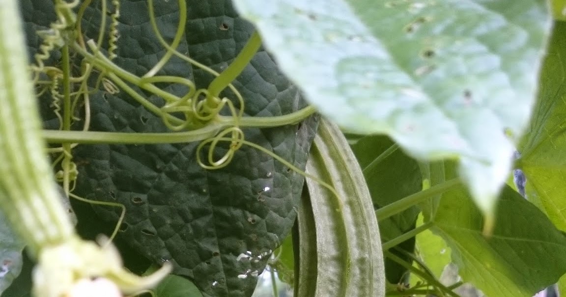 PETOLA SEGI ~ Kebun Di Belakang Rumah