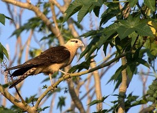 Carrapateiro (Milvago chimachima)