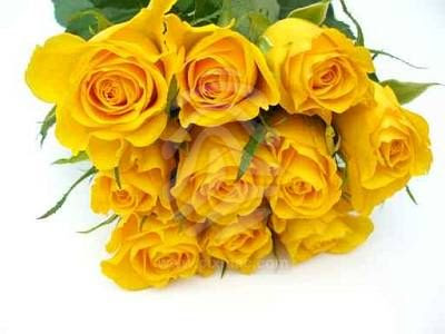 flowers, roses, yellow roses
