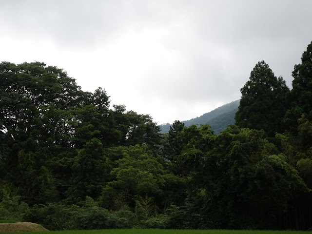 鳥取県西伯郡大山町種原　種原集落　水田の風景