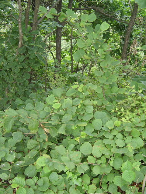 Corylus heterophylla