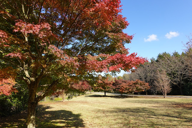 鳥取県西伯郡南部町鶴田 とっとり花回廊 桜の広場