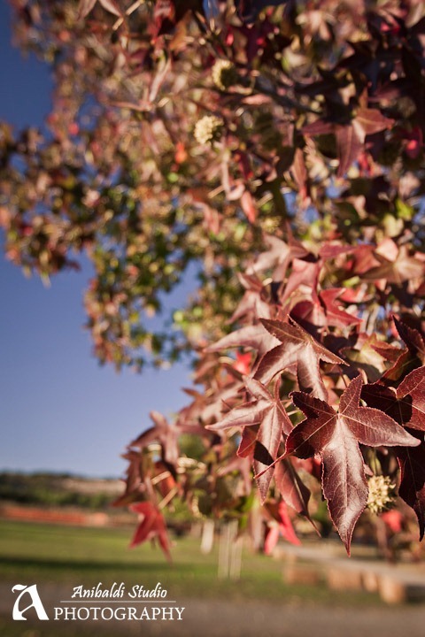fall colors