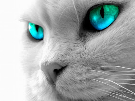 Blue Cat Eyes wide Wallpaper