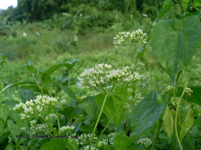 Mile a minute, Mikania micrantha