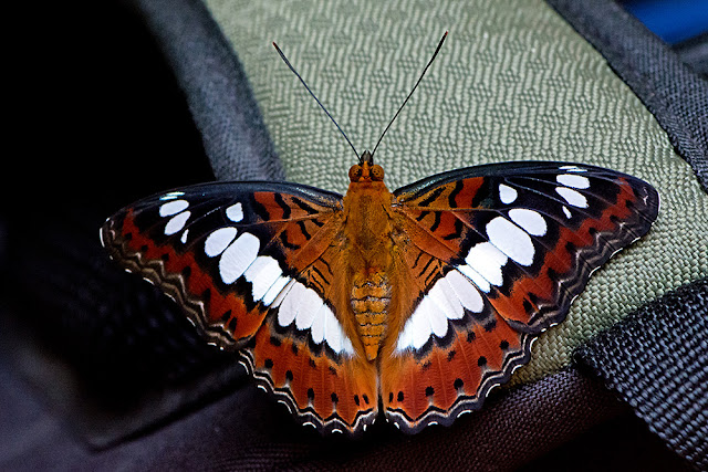 Moduza procris the Commander butterfly
