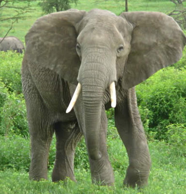  Elephant  Wild Animal Picture 