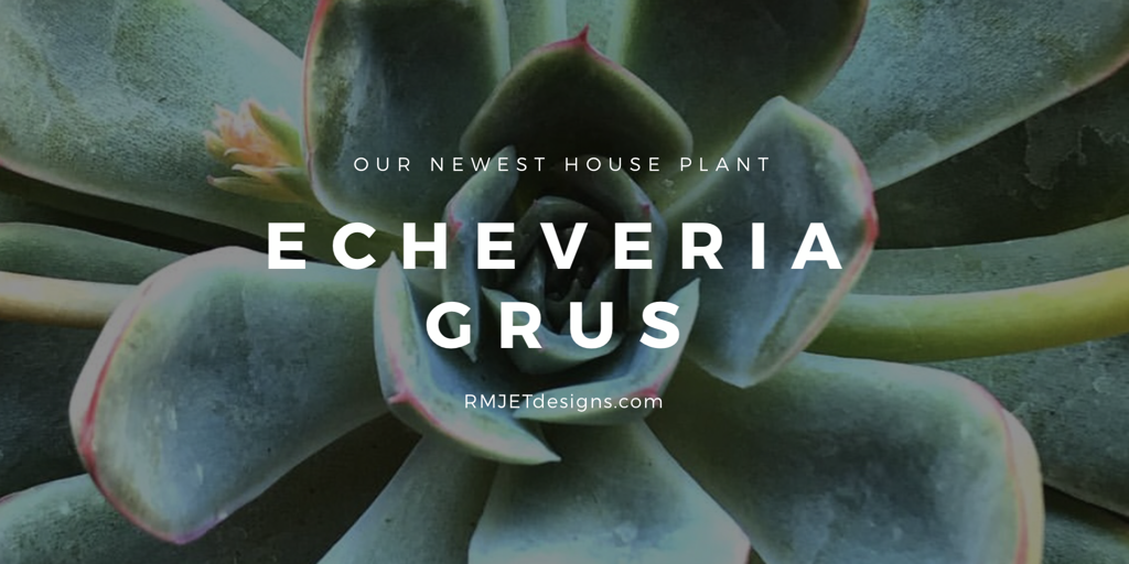 Echeveria Grus - Our Newest Houst Plant