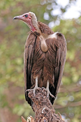 The surprising truth about vultures bird