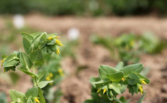 Cerinthe Minor Flowers Pictures