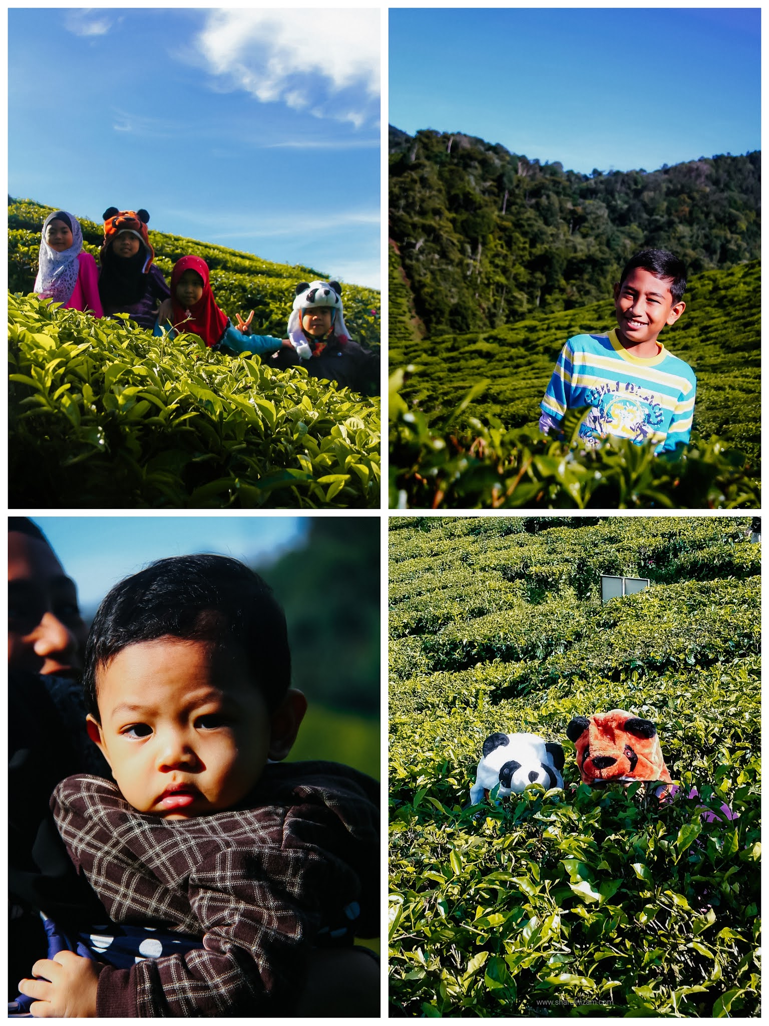 Cameron Valley Tea House, Cameron Highlands