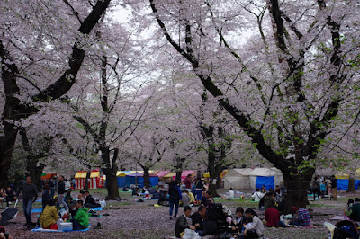 大宮公園でお花見