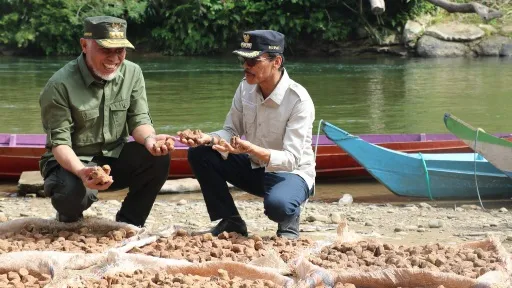 Persoalan Gambir Di Kapur IX Jadi Perhatian Gubernur Sumbar