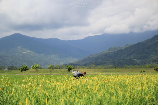 高寮平地金針-9