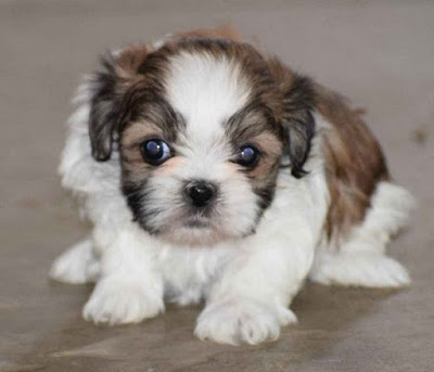 Male Shih Tzu Puppies For Sale Near Me