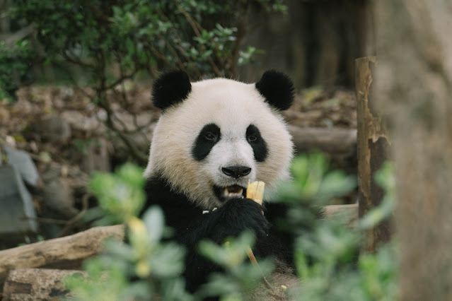 Top 7 Unknown Facts About Panda - पांडा के बारे में रोचक तथ्य.