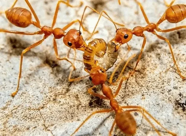 ants protecting plant
