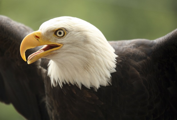 Wildlife-photography-eagle